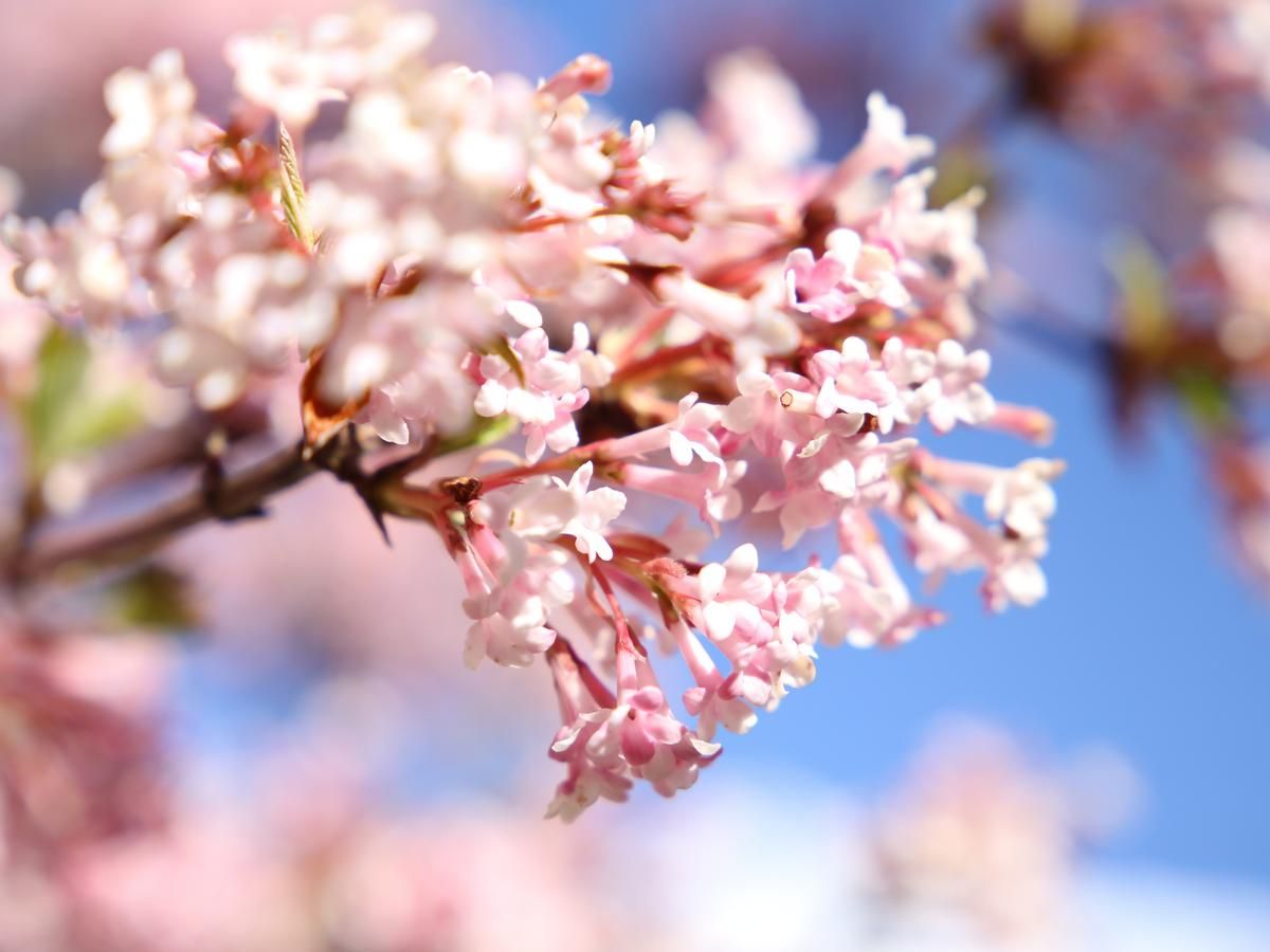 Blüte