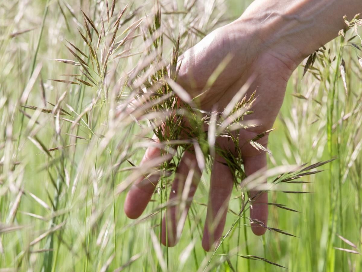 Hand in Gras